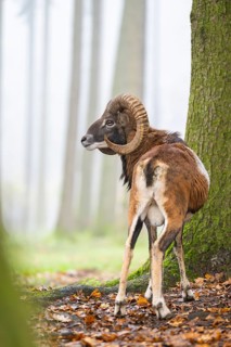 European mouflon (Ovis aries musimon) ram (male) standing in a forest in autumn, Bavaria, Germany