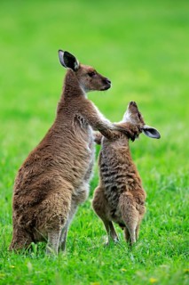 Kangaroo Island grey kangaroo (Macropus fuliginosus fuliginosus), adult female, with young,