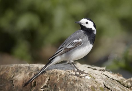 White Wagtail (Motacilla alba), Mecklenburg-Western Pomerania, Germany