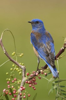 Western Bluebird (Sialia mexicana) male, California, USA