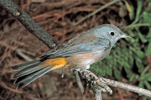 Colima Warbler Vermivora crissalis La Cunbre, Oaxaca, Mexico December Adult Parulidae temporary