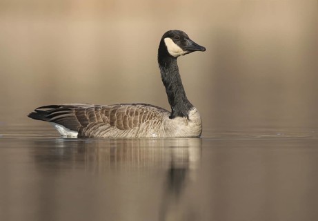 Canada Goose (Branta canadensis), Ohio, USA