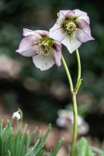 Lenzrose (Helleborus orientalis-Hybride Picote), Emsland, Lower Saxony, Germany