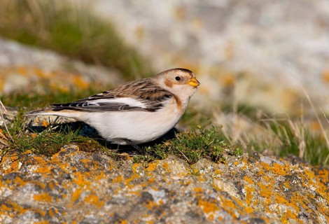 Snow Bunting Winter Plumage (Plectrophenax nivalis) - Victoria BC, Canada