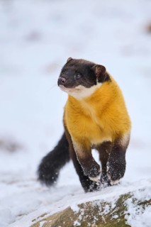 Yellow-throated marten (Martes flavigula) running in the snow in winter, Germany