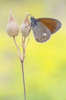 Chestnut Heath (Coenonympha glycerion) butterfly on blossom, Hesse, Germany