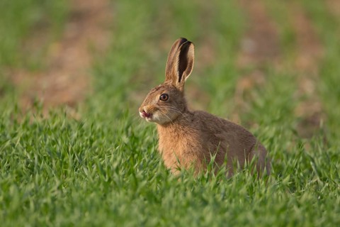 European brown hare (Lepus europaeus) juvenile baby leveret comically amusing sticking its tongue