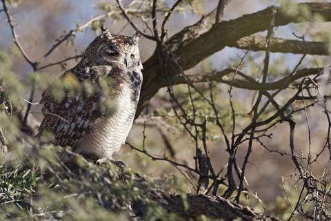 Spotted Eagle-owl (Bubo africanus), Northern Cape, South Africa