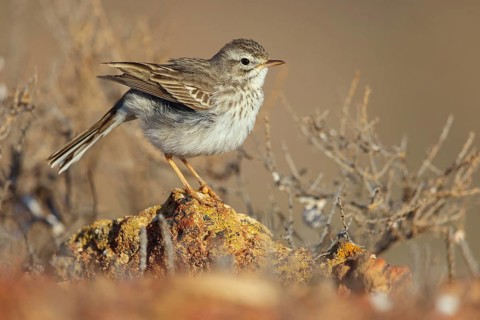 Canary Island pipit, (Anthus bertheloti) Songbird, family of stilts and pipits, Lanzarote, Canary