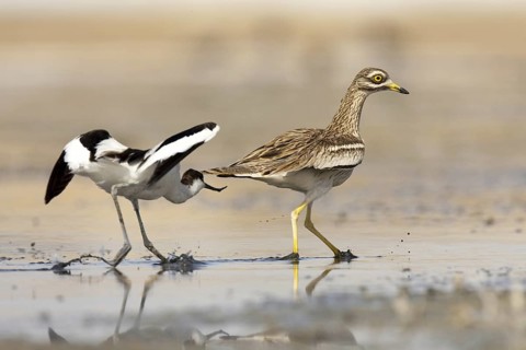 Pied Avocet & Eurasian Stone-curlew (Recurvirostra avosetta & Burhinus oedicnemus), Castile-La