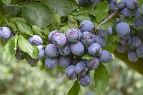 Plum (Prunus domestica 'Wangenheimer Frühzwetsche'), Marquardt, Brandenburg, Germany