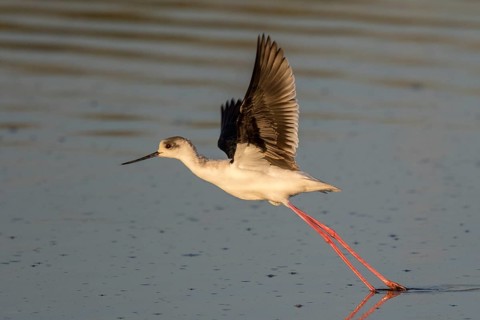 Black-winged Stilt (Himantopus himantopus) taking flight, Greece