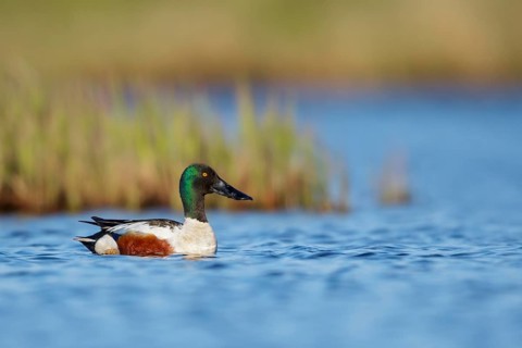 Northern Shoveler (Anas clypeata) in a pond near Nome, Alaska