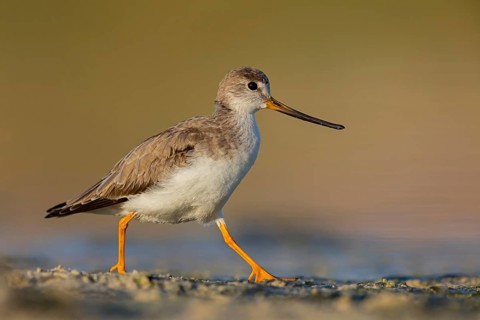 Terek sandpiper, (Xenus cinereus), animal, animals, bird, birds, snipe family, snipe, biotope,