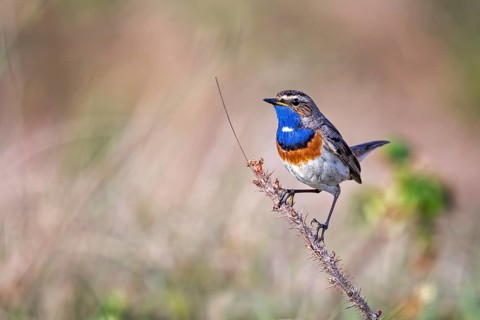 Bluethroat (Luscinia svecica cyanecula) male perched on a branch, Texel, Netherlands