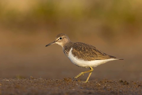 Common Sandpiper (Actitis hypoleucos), North Rhine-Westphalia, Germany