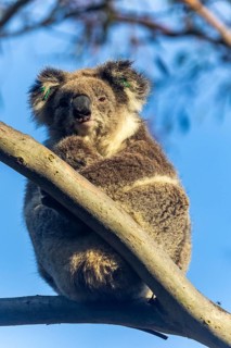 A koala comfortably perched on a eucalyptus tree branch, basking in the sunlight. The serene
