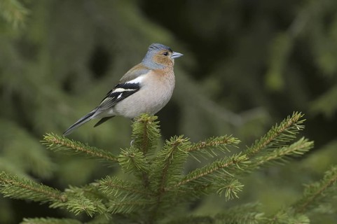 Common Chaffinch (Fringilla coelebs) male, Saxony, Germany