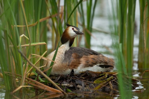 Great crested grebe (Podiceps cristatus) adult bird sitting on a nest on a lake in summer, England,