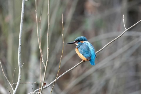A vivid kingfisher with striking blue and orange plumage sits gracefully on a thin branch amidst a