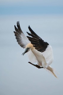 Northern gannet (Morus bassanus) landing with nesting material in its beak, wildlife, Helgoland,