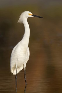 Snowy Egret (Egretta thula), Florida, USA