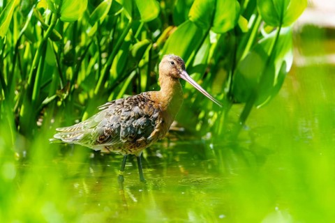 Lapwing standing in dense greenery, surrounded by plants and natural habitat, black-tailed godwit