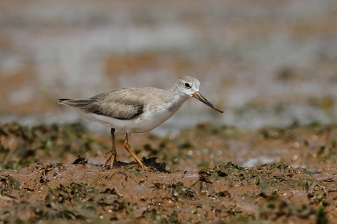 Terek Sandpiper (Xenus cinereus), Malindi, Kenya