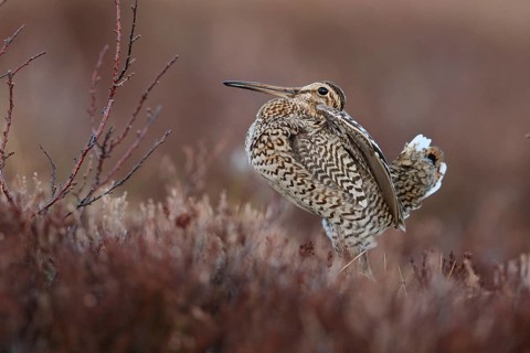 Great Snipe (Gallinago media), Buskerud, Norway