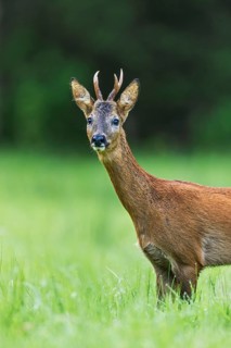 Curious European roe deer (Capreolus capreolus) young buck, male foraging in grassland at forest