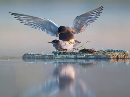 Black Tern (Chlidonias niger) pair mating, Mecklenburg-Western Pomerania, Germany