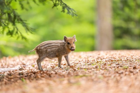 Wild boar (Sus scrofa) piglet standing in a forest, Bavaria, Germany