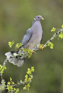 Band-tailed Pigeon (Patagioenas fasciata), British Columbia, Canada