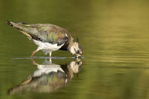 Northern Lapwing (Vanellus vanellus), Castile-La Mancha, Spain