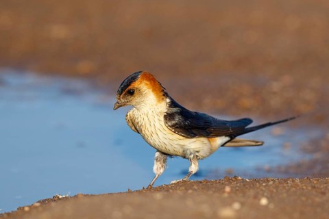 Red-rumped Swallow (Cecropis daurica) looking for nesting material, Lesvos, Greece