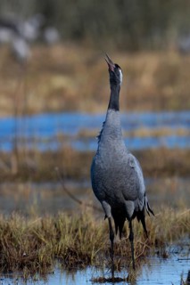 Common crane (Grus grus), Hornborga, Sweden