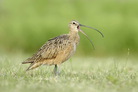 Long-billed Curlew (Numenius americanus), Texas, USA