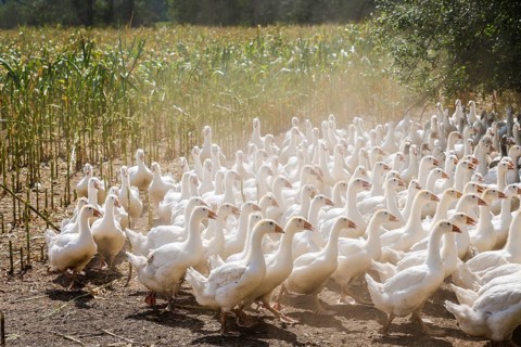 Wittichenau, Oberlausitz, Saxony, Germany - Geese in the maize field, animals on the family-run