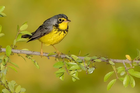 Canada Warbler (Cardellina canadensis) male, Texas, USA