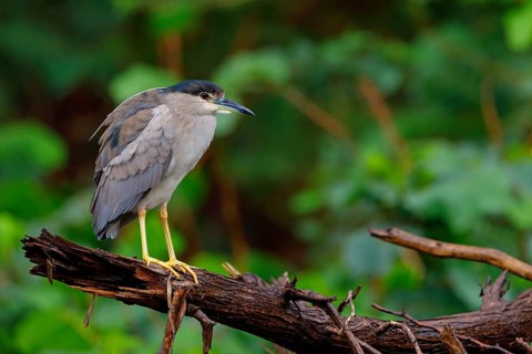 Black-crowned black crowned night heron (Nycticorax nycticorax), Bihoreau gris, HÈron bihoreau,