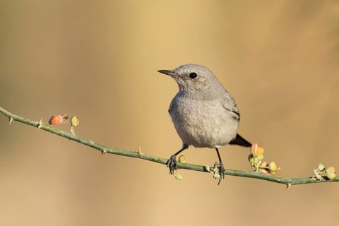 Blackstart (Oenanthe melanura), Eilat, Israel