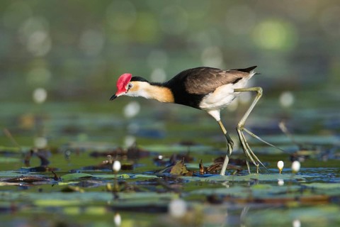 Comb-crested Jacana (Irediparra gallinacea), Queensland, Australia