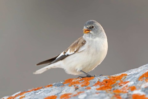 Snowfinch (Montifringilla nivalis), Valais, Switzerland