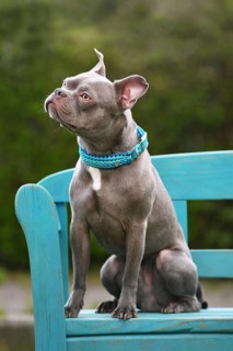 Healthy lilac brindle French Bulldog with long snout, natural tail and long legs sitting on blue