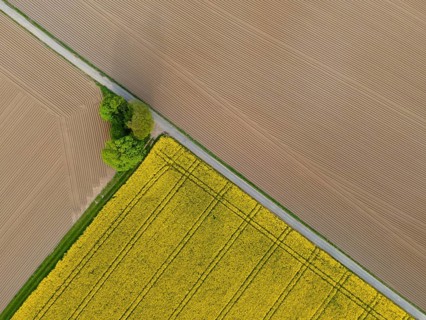 A rape field near Frankfurt am Main is in full bloom. (Aerial photo with a drone), Frankfurt am