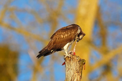 Western Osprey (Pandion haliaetus) eating a fish, Mecklenburg-Western Pomerania, Germany