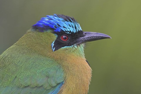 Amazonian Motmot (Momotus lessonii), Costa Rica