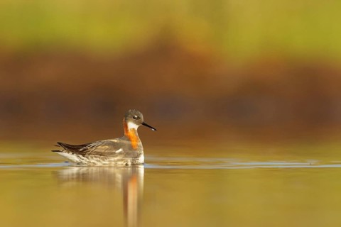 Red-necked Phalarope (Phalaropus lobatus) in a pond near Nome, Alaska