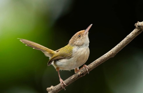 Common Tailorbird (Orthotomus sutorius) perched on a slender branch, Sreepur, Gazipur, bangladesh