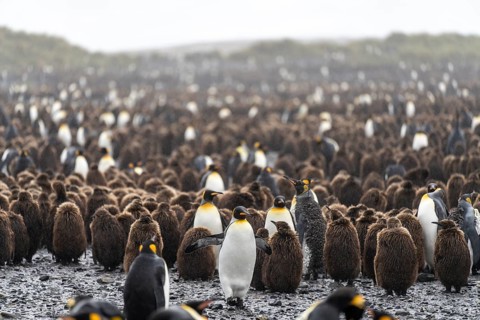 King penguin (Aptenodytes patagonicus), adult bird with outstretched wings between chicks in brown